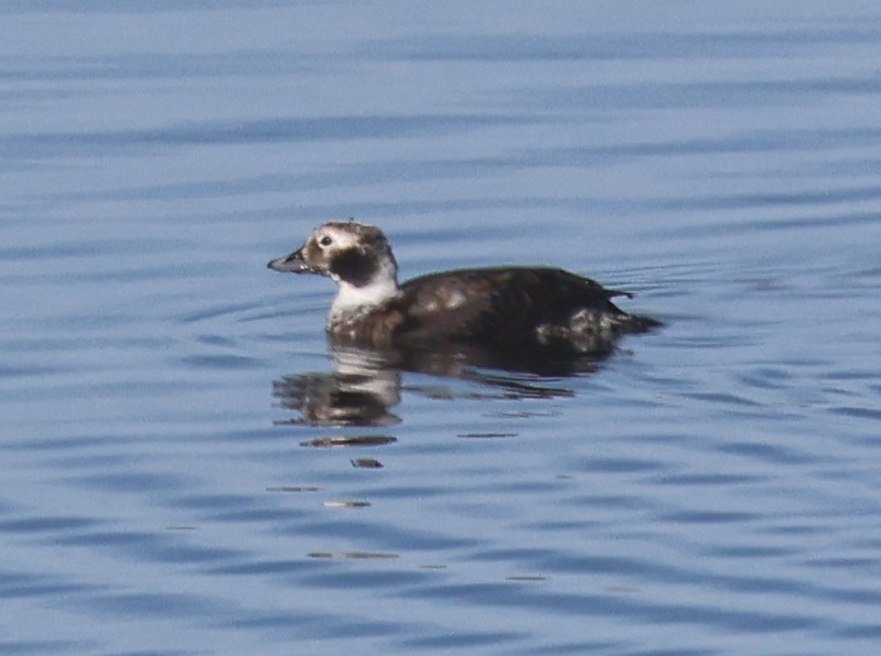 Морянка - ML646715524