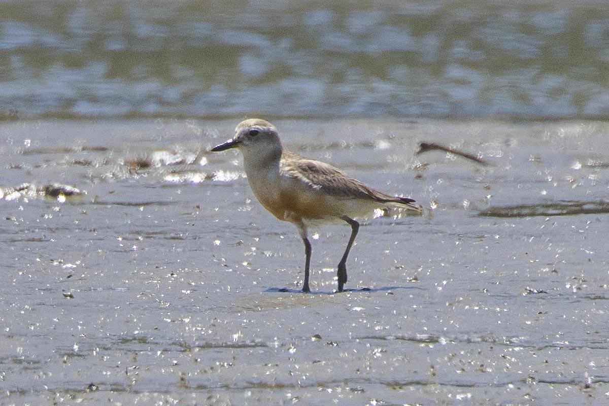 Red-breasted Dotterel - ML646715525