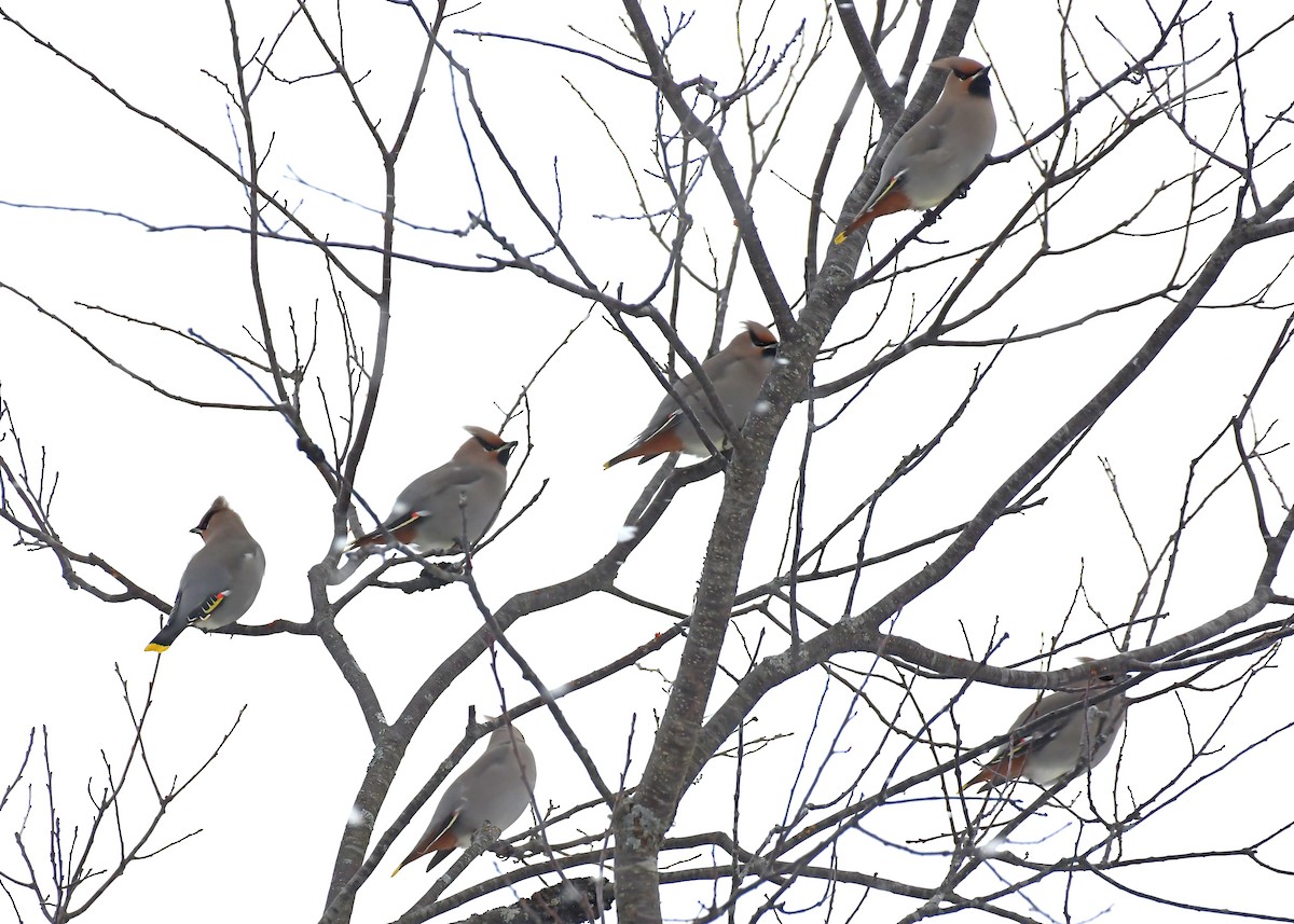 Bohemian Waxwing - ML646715526