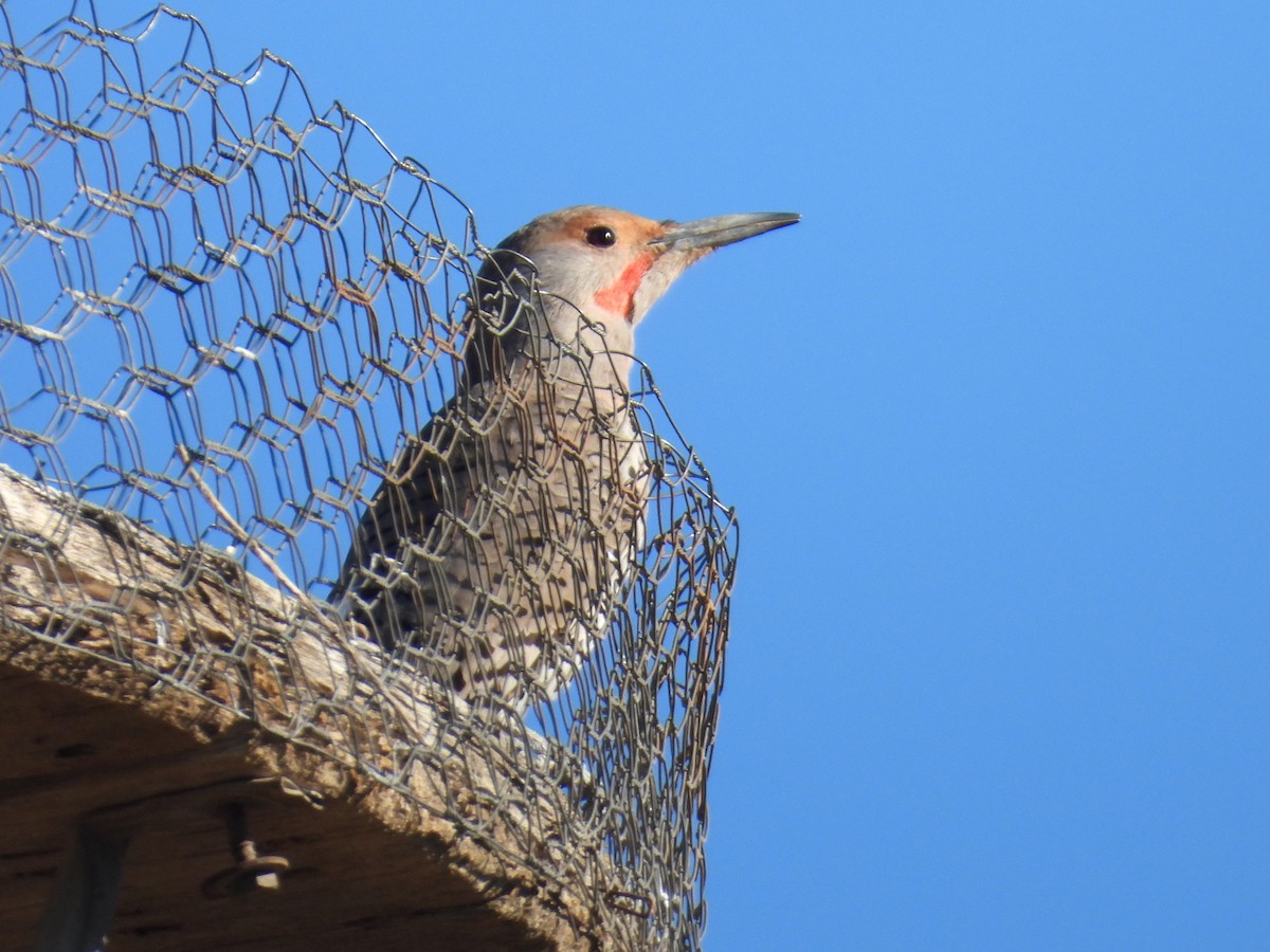 Northern Flicker - ML646715527