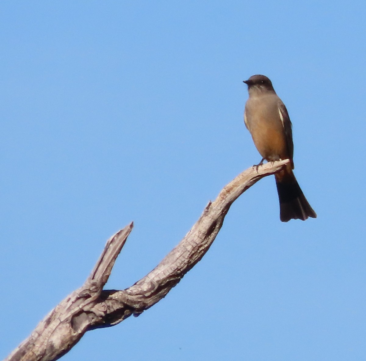Say's Phoebe - ML646715529
