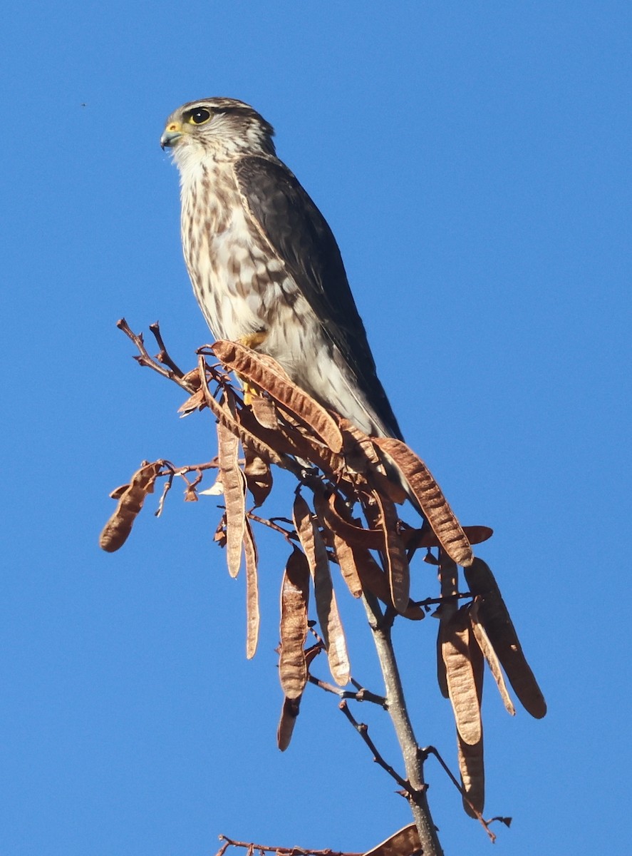 Підсоколик малий - ML646715530