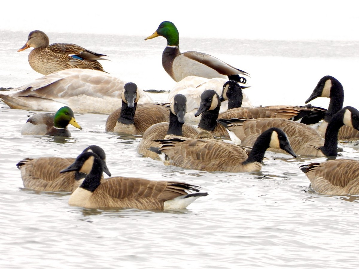 Branta kanadar handia - ML646715532