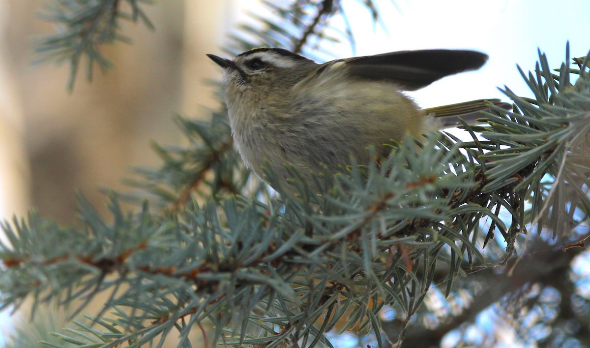 Golden-crowned Kinglet - ML646715533
