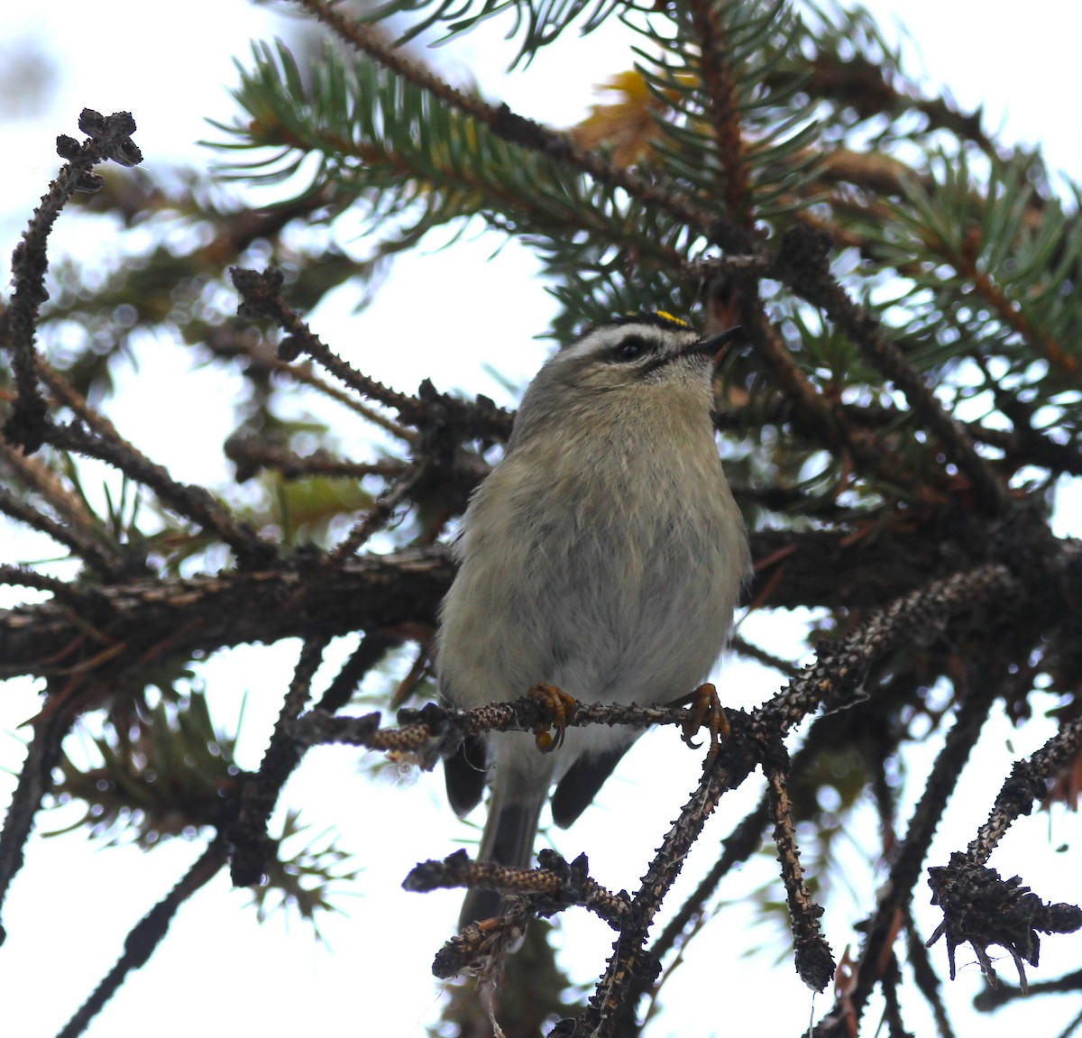 Golden-crowned Kinglet - ML646715534