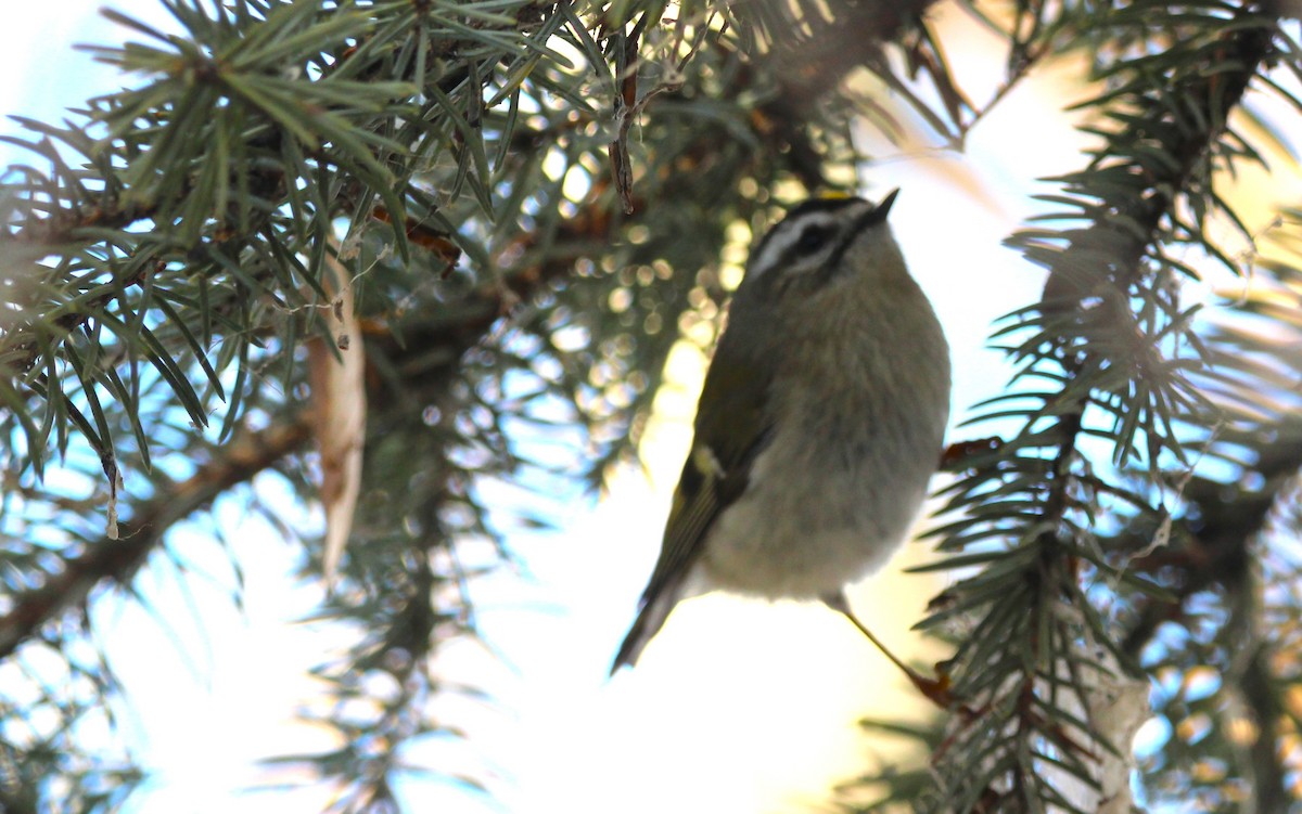 Golden-crowned Kinglet - ML646715535