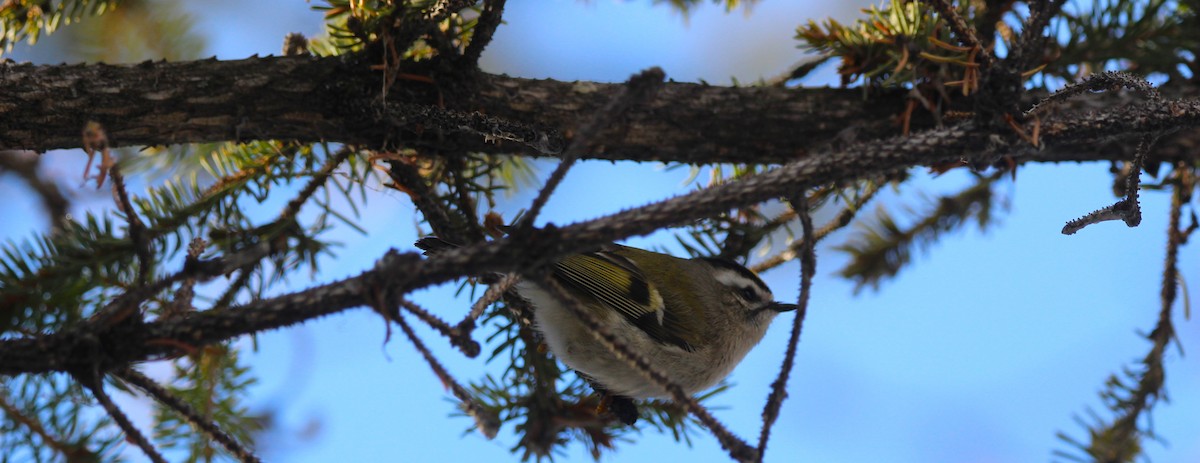 Golden-crowned Kinglet - ML646715536