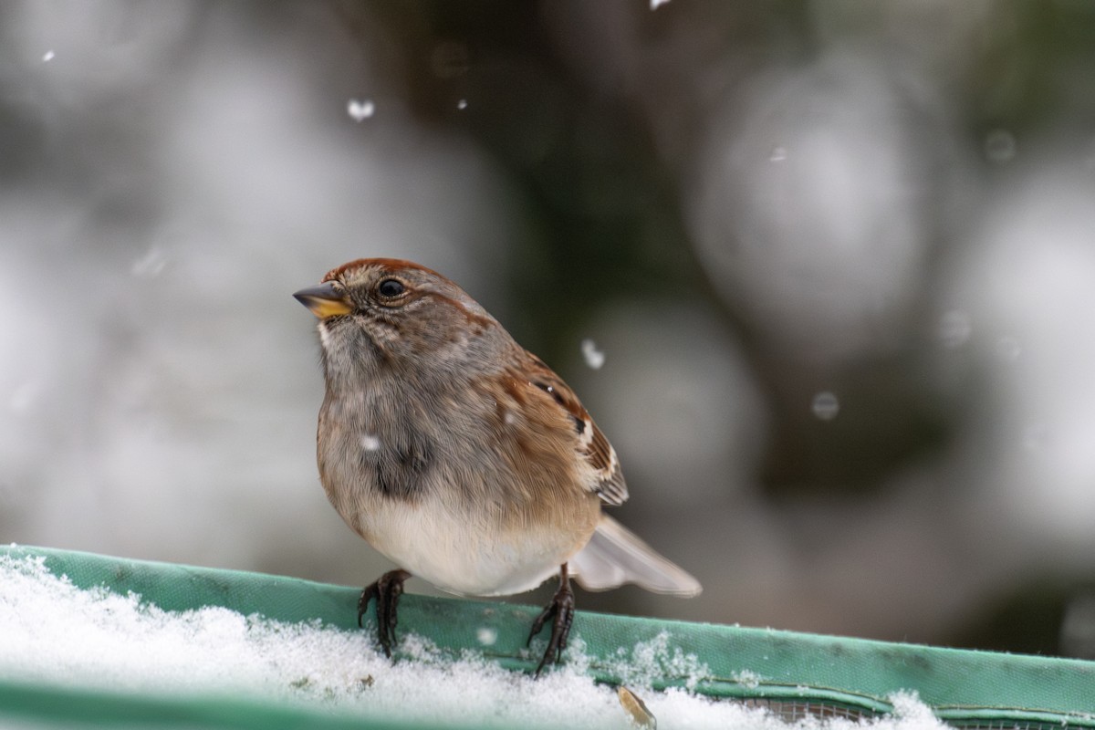 American Tree Sparrow - ML646715537