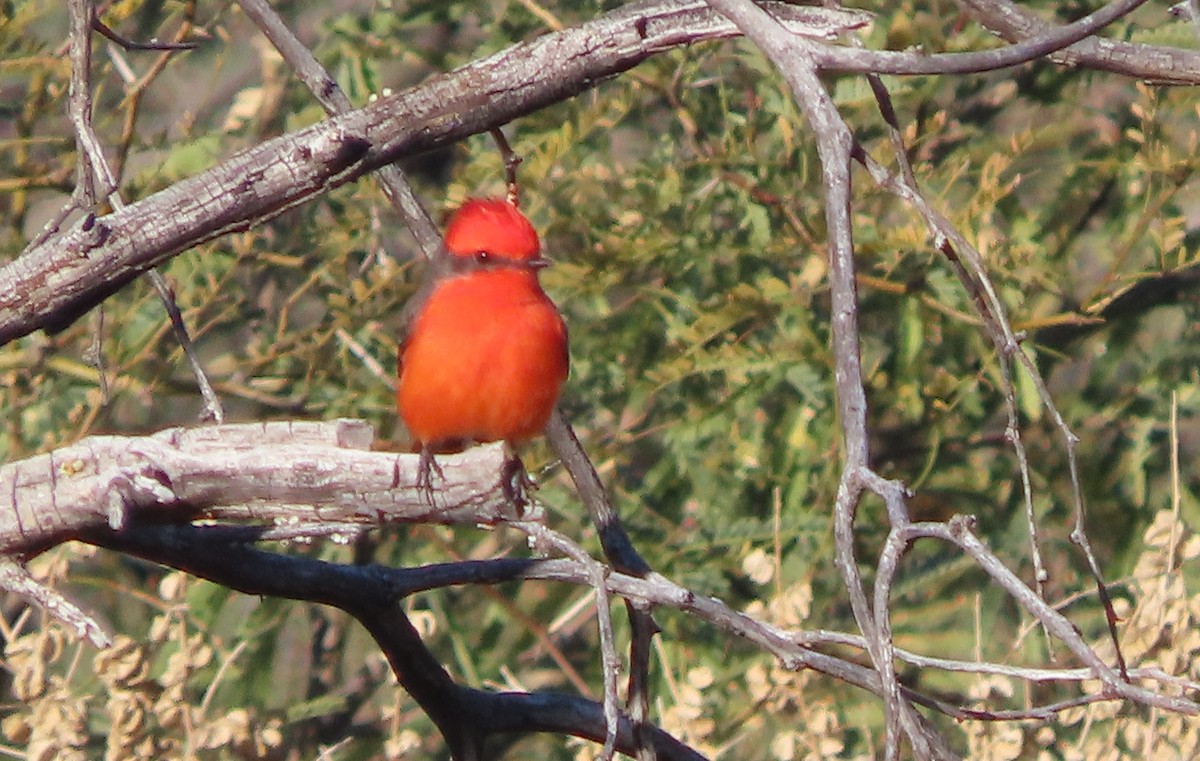 Vermilion Flycatcher - ML646715540