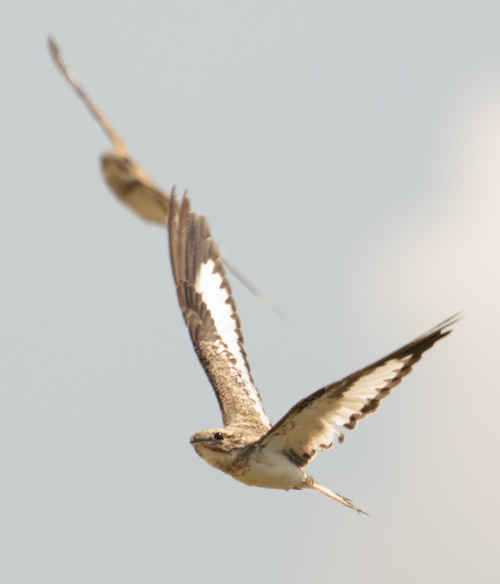 Sand-colored Nighthawk - ML646715542