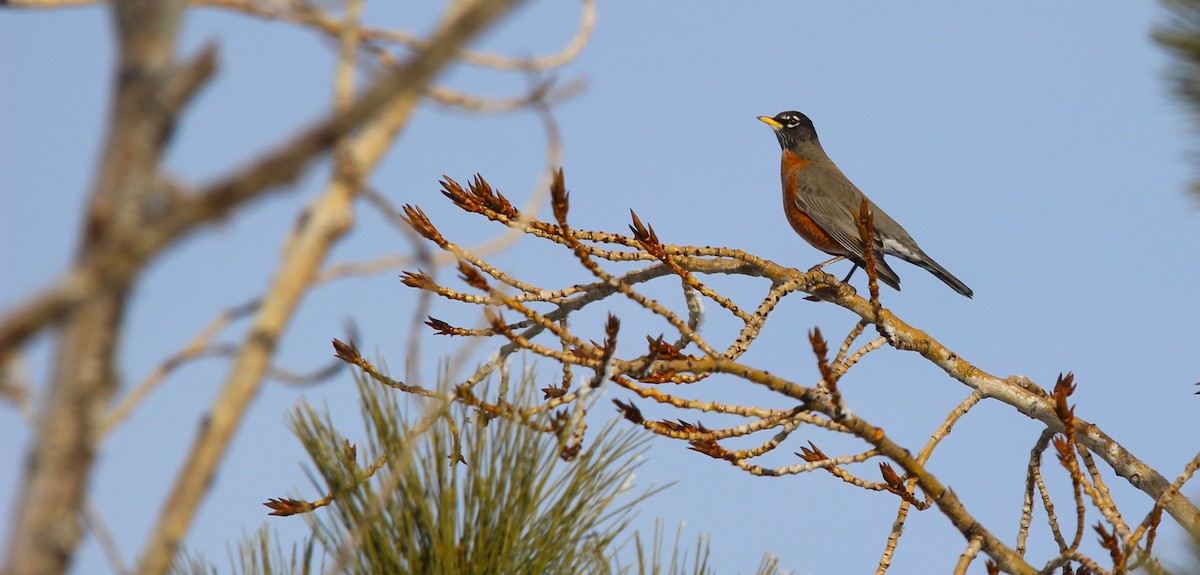American Robin - ML646715543