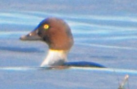 Murgilari urrebegia - ML646715544