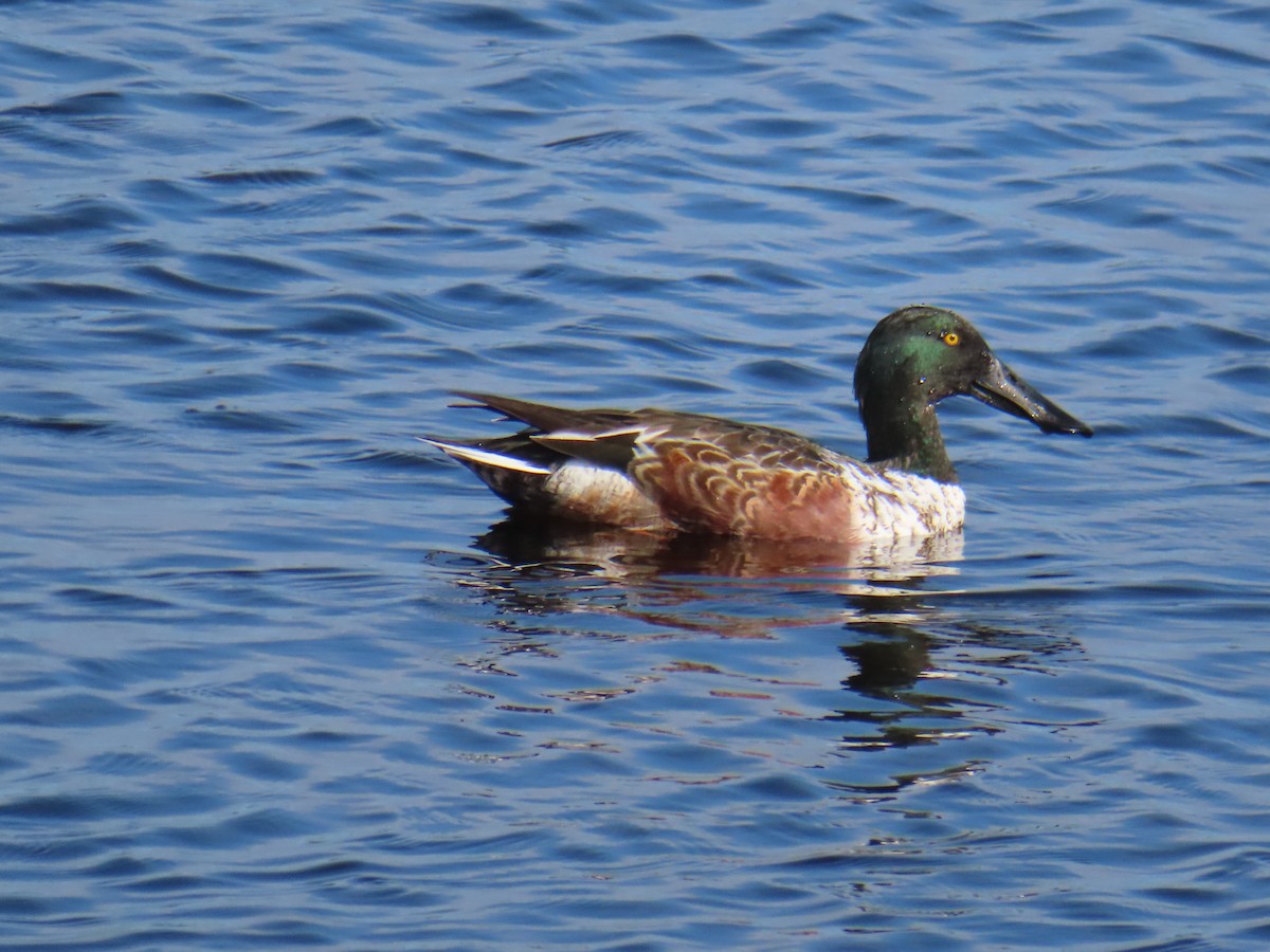 Kaşıkgaga - ML646715545