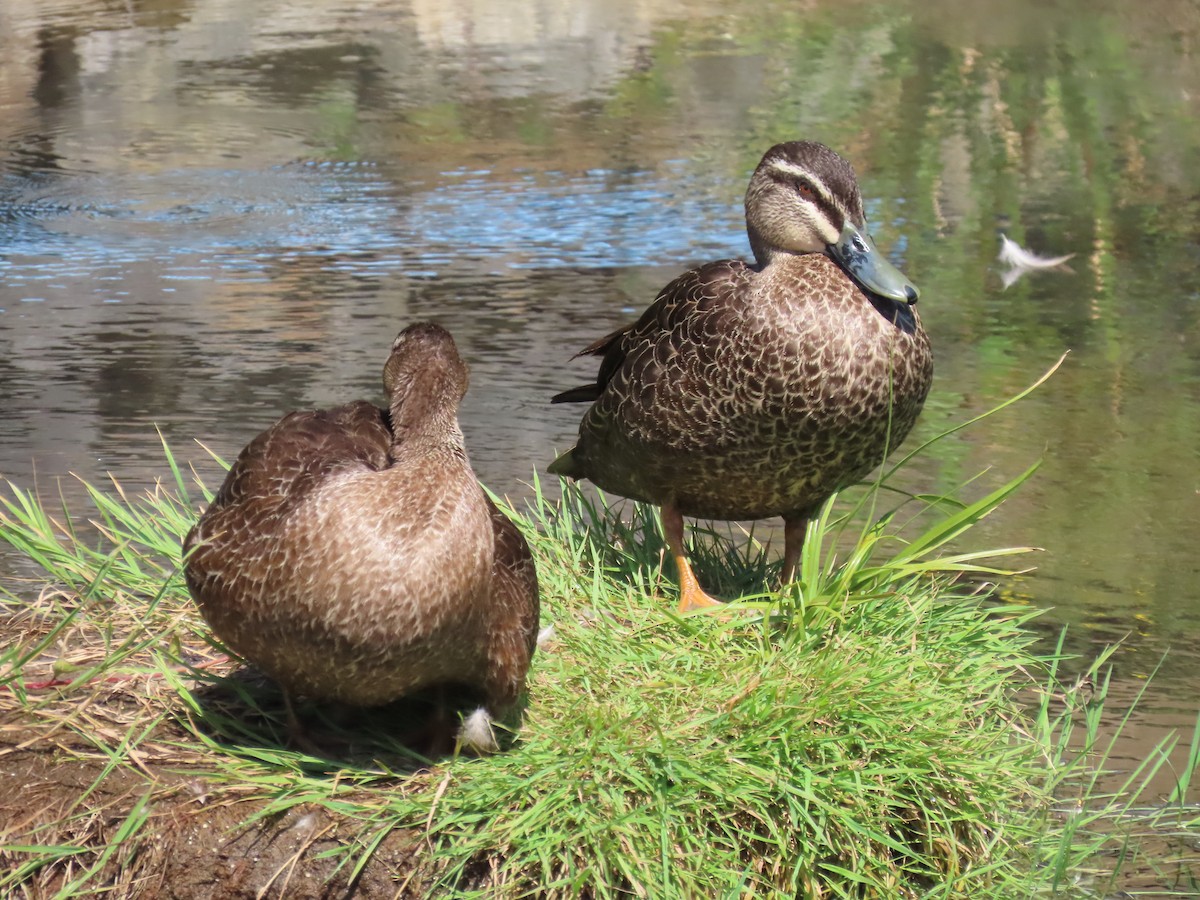 雑種 マガモ ｘ マミジロカルガモ - ML646715546