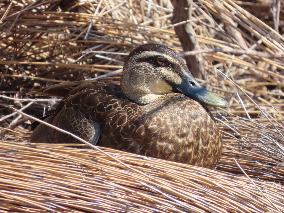 雑種 マガモ ｘ マミジロカルガモ - ML646715547