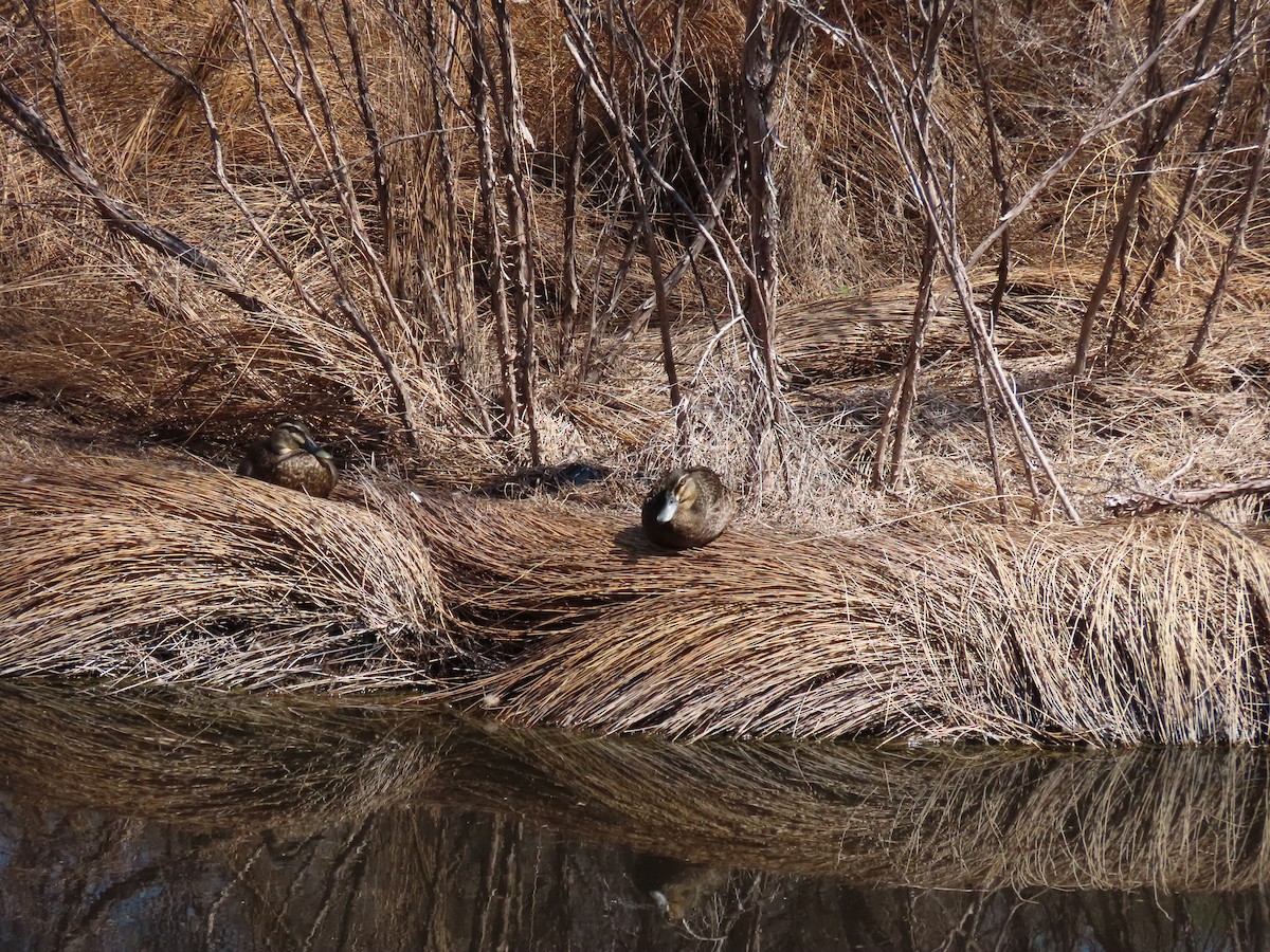 雑種 マガモ ｘ マミジロカルガモ - ML646715548