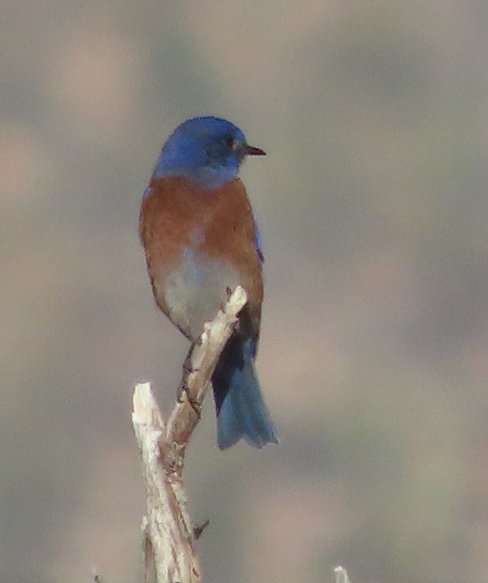 Western Bluebird - ML646715549
