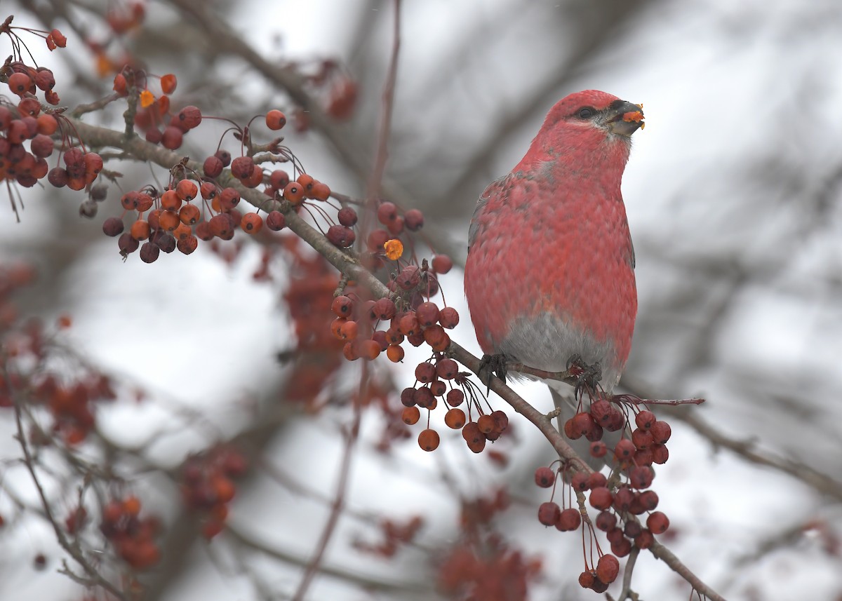 Pine Grosbeak - ML646715551