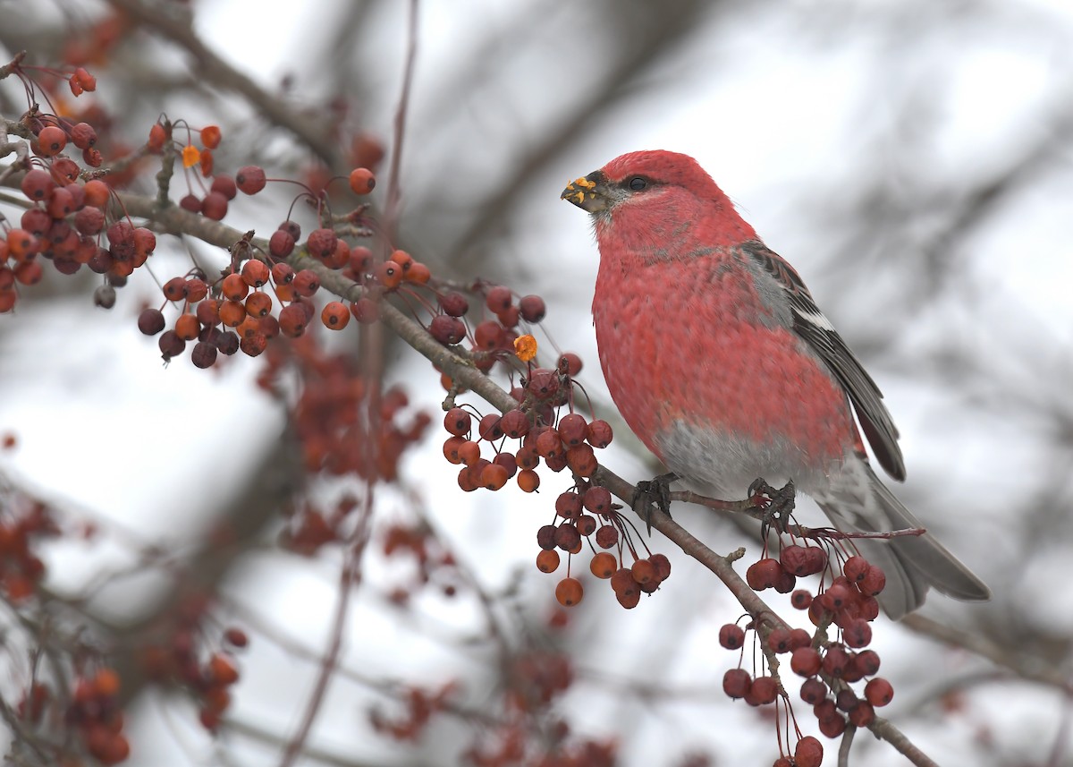 ギンザンマシコ - ML646715552
