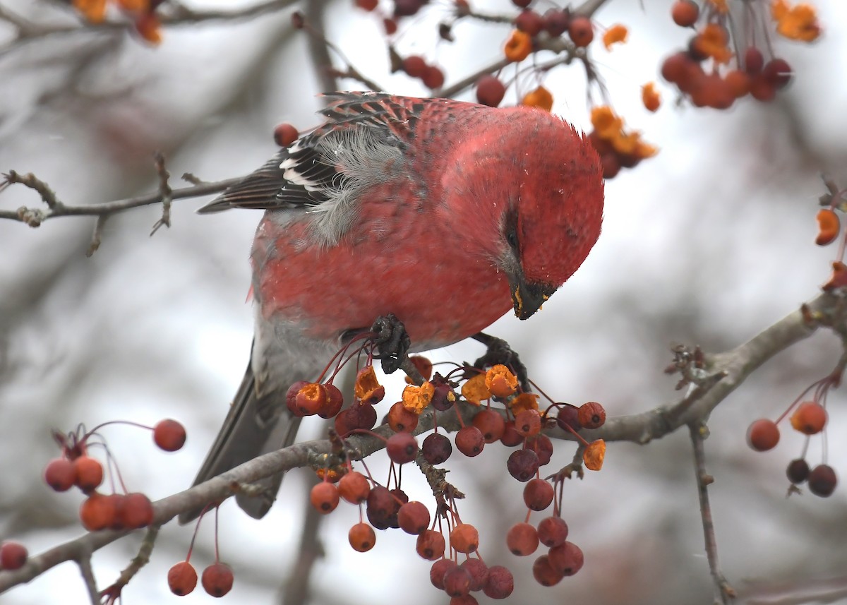 ギンザンマシコ - ML646715553