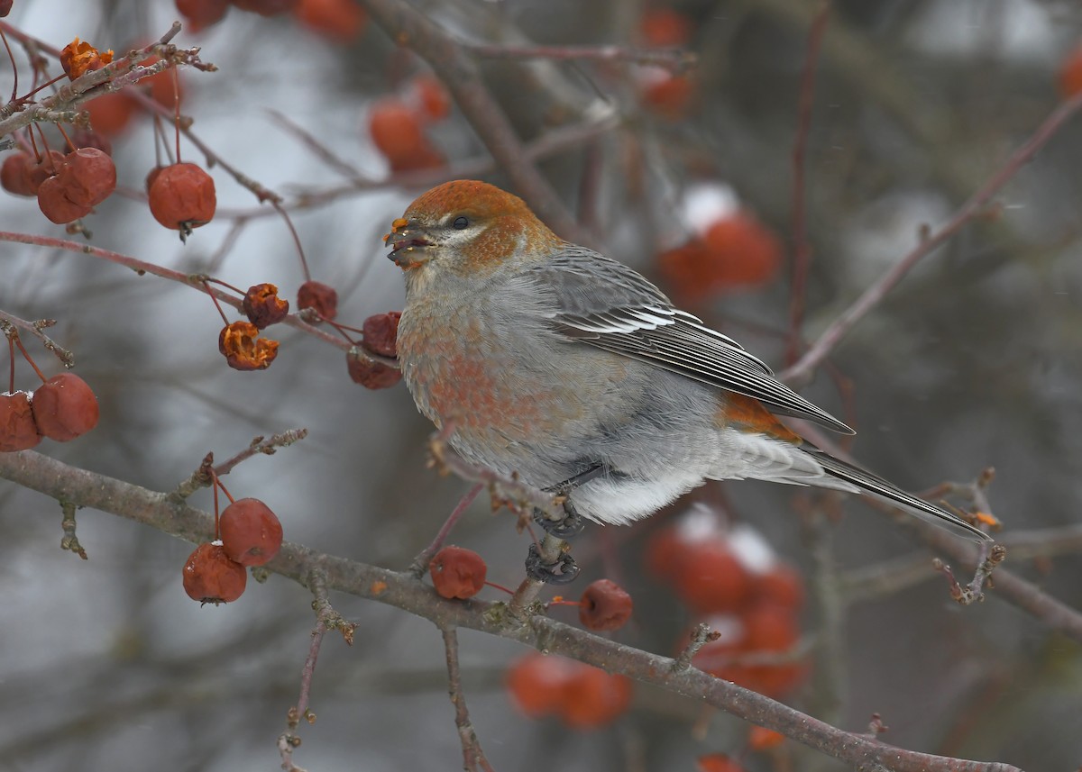 ギンザンマシコ - ML646715554
