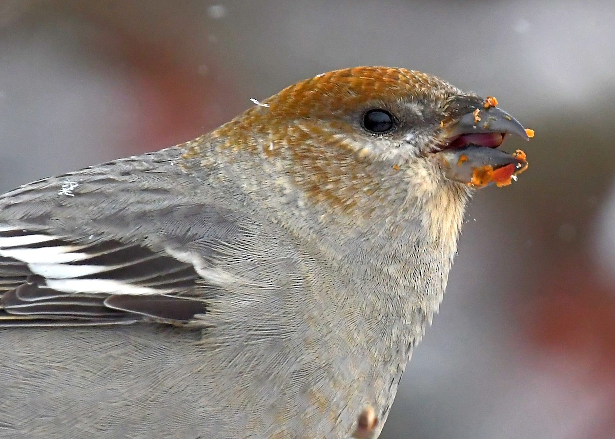 ギンザンマシコ - ML646715555