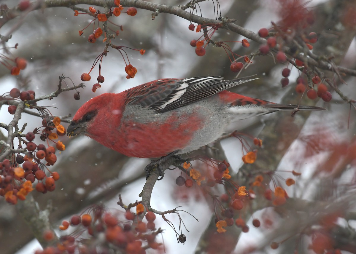 ギンザンマシコ - ML646715556
