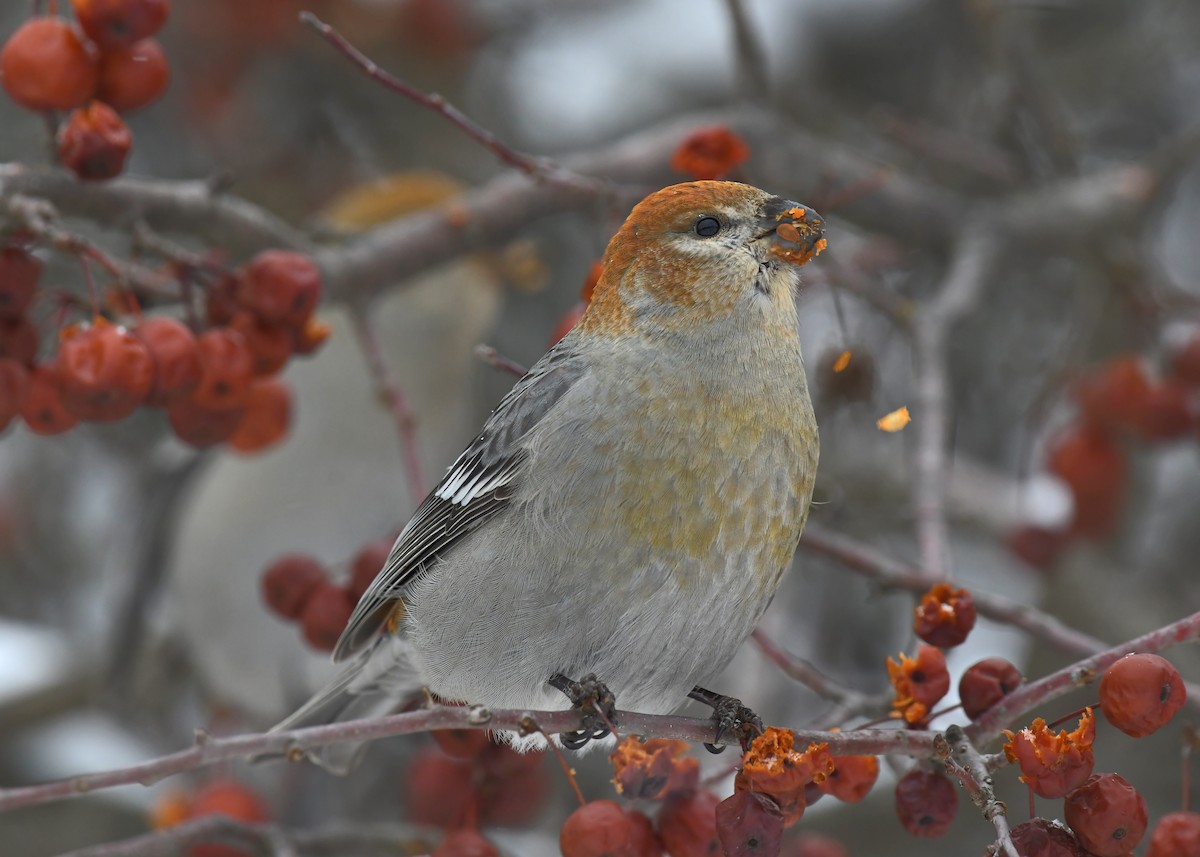 ギンザンマシコ - ML646715557