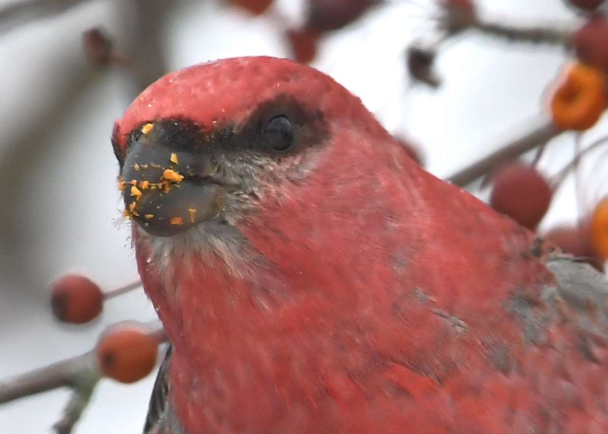 ギンザンマシコ - ML646715558