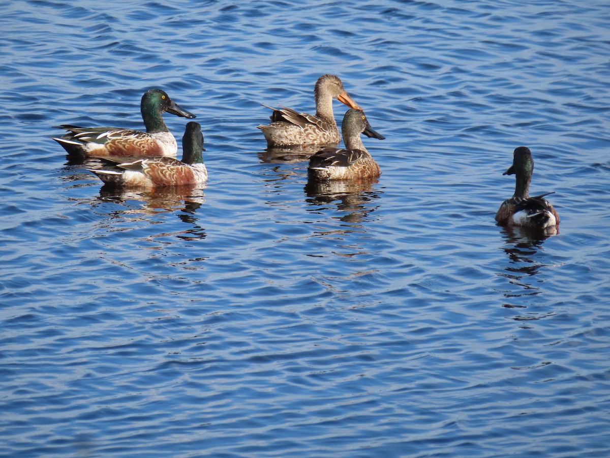 Kaşıkgaga - ML646715559