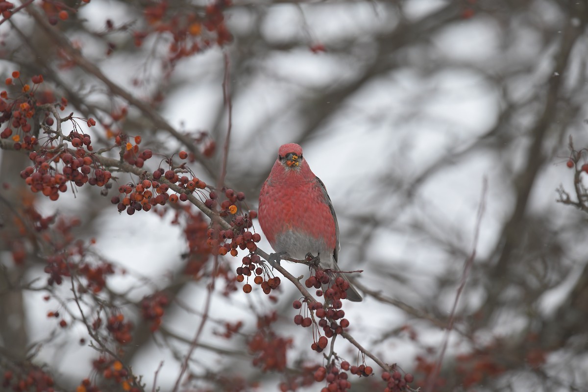 ギンザンマシコ - ML646715560