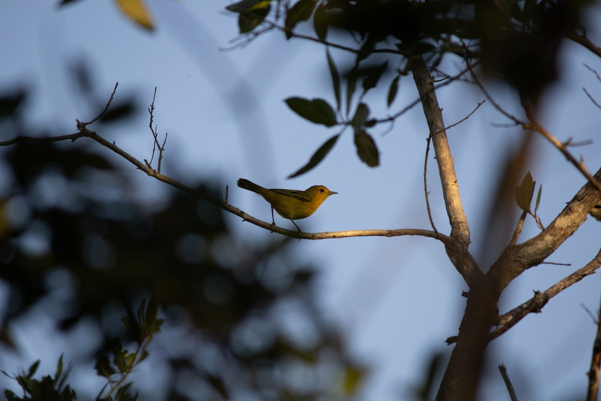mangroveparula - ML646715562