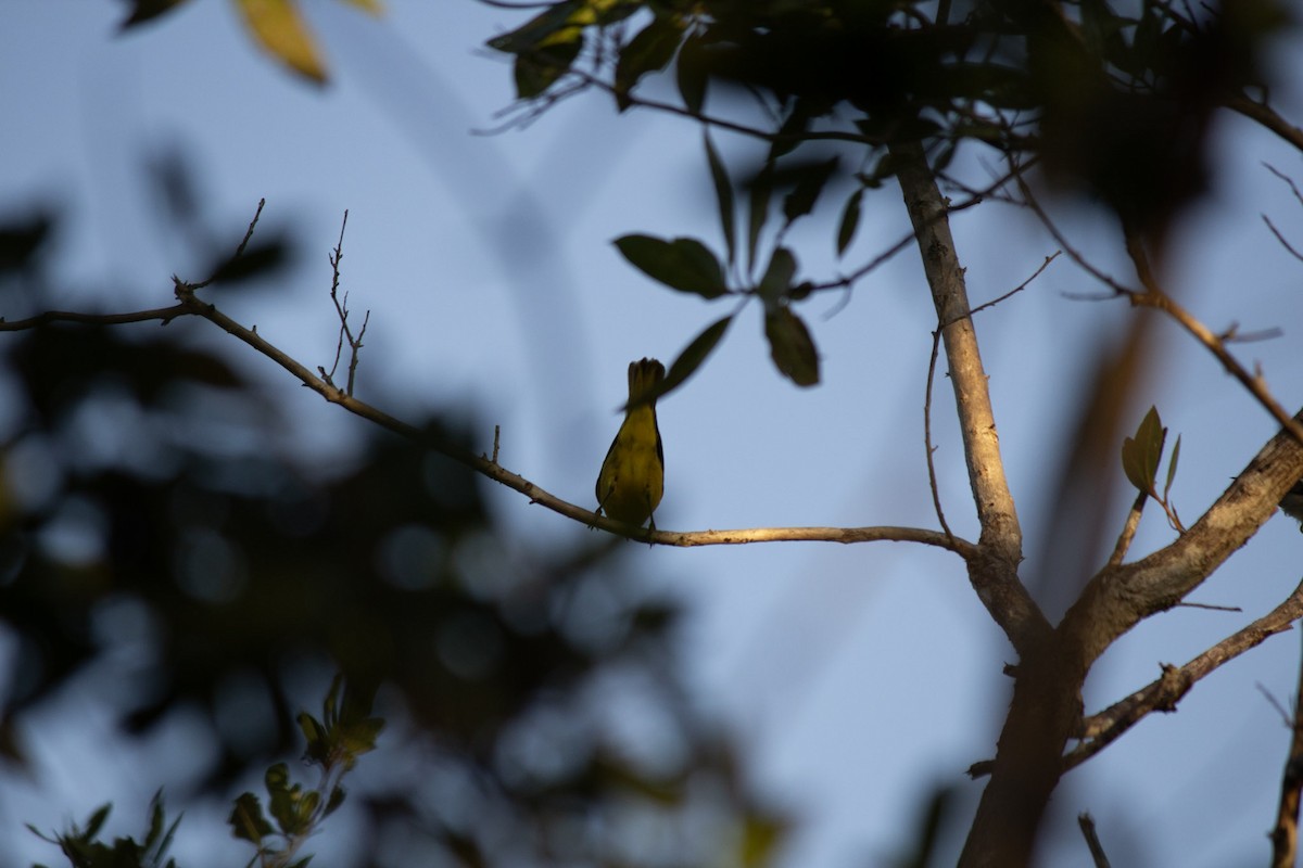 mangroveparula - ML646715563