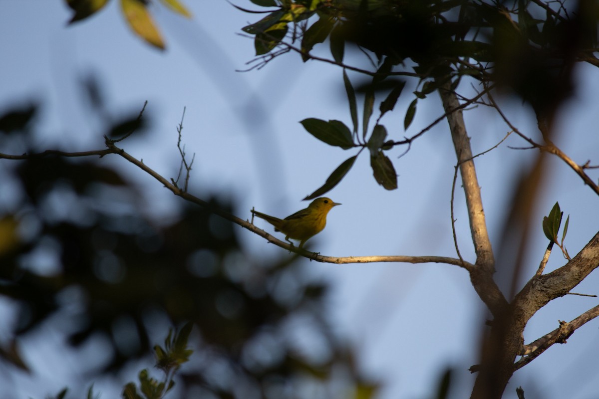 mangroveparula - ML646715564