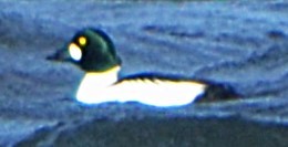 Murgilari urrebegia - ML646715565