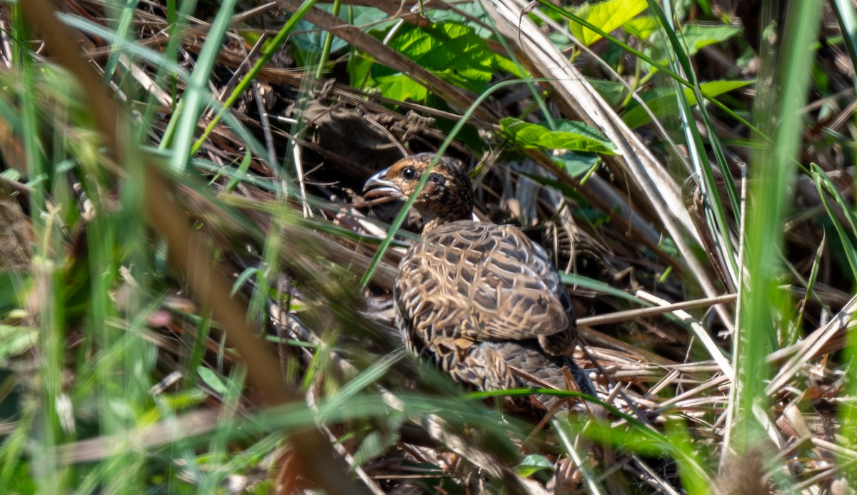 Black Francolin - ML646715566
