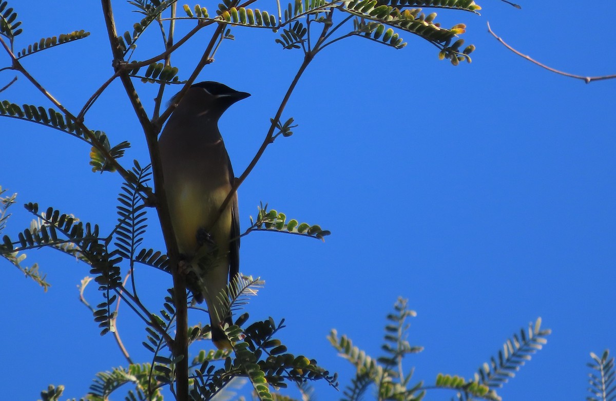 ヒメレンジャク - ML646715567