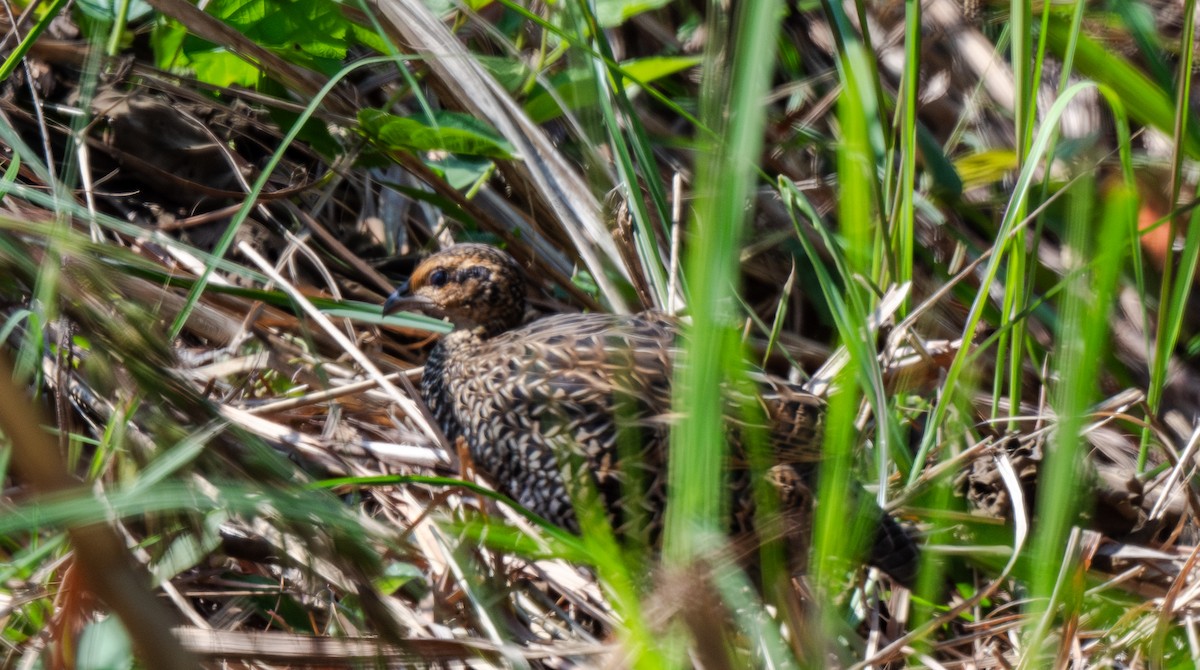 Black Francolin - ML646715568
