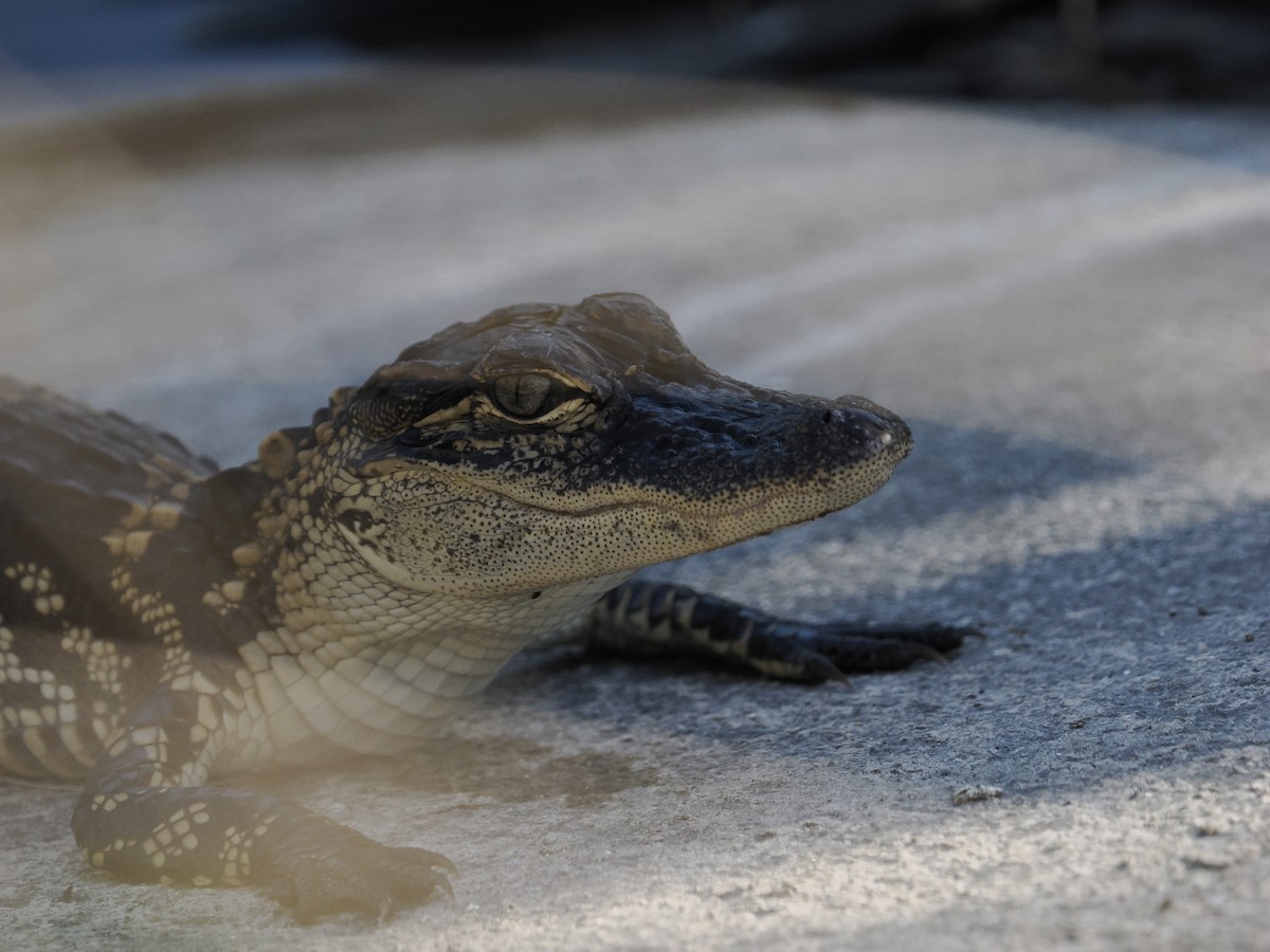 Миссисипский аллигатор - ML646715570