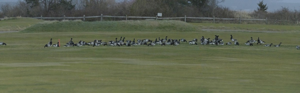 Казарка чорна - ML646715572