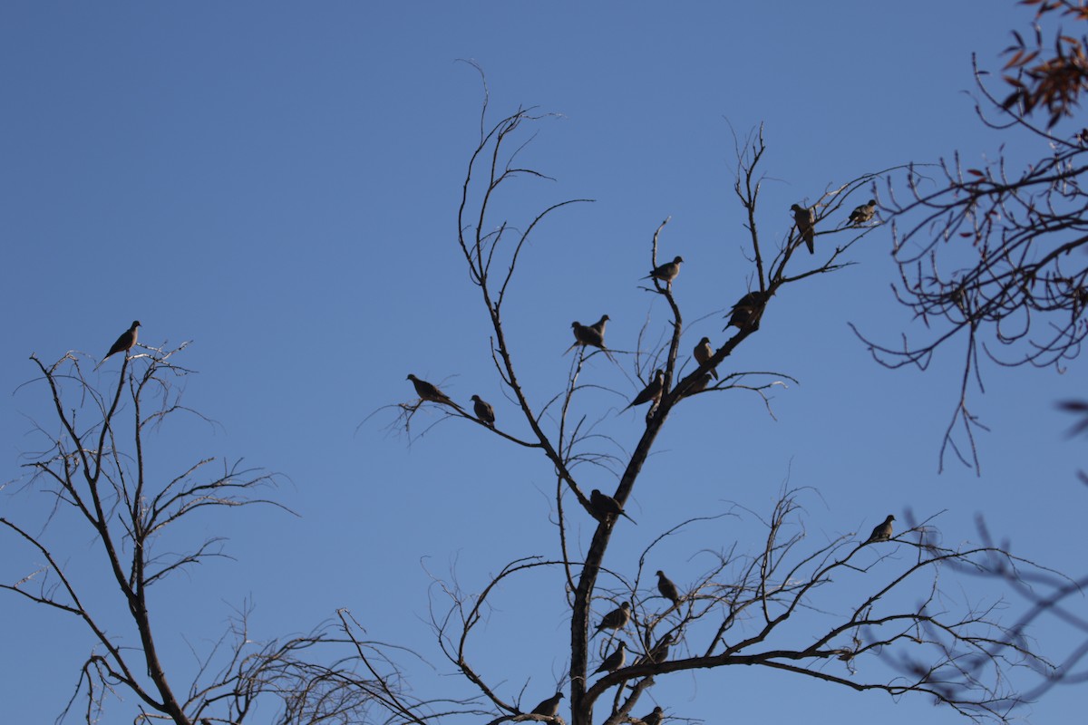 Mourning Dove - ML646715573