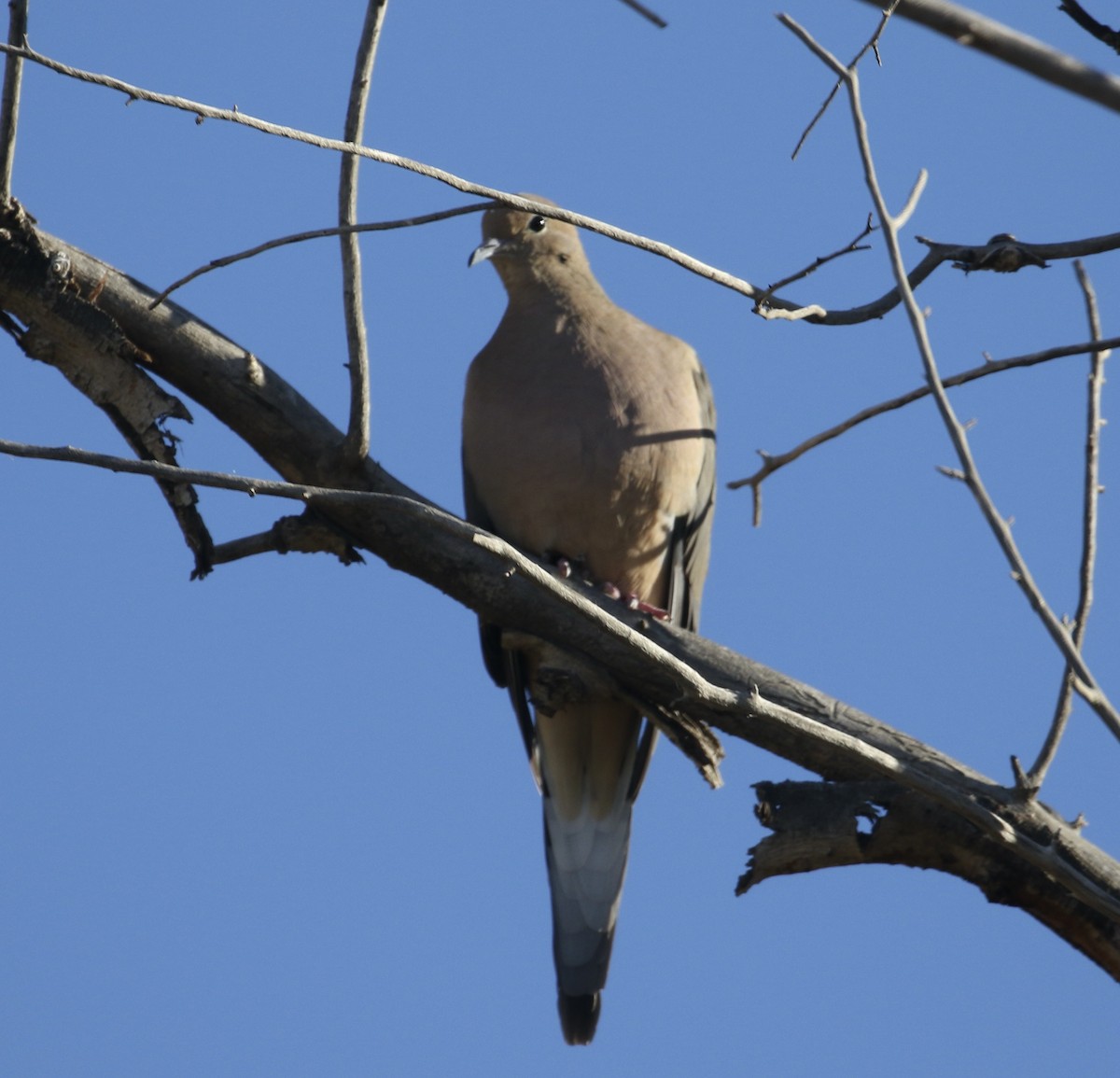 Mourning Dove - ML646715575