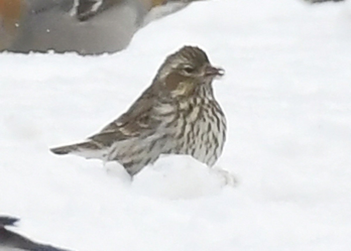 Cassin's Finch - ML646715576