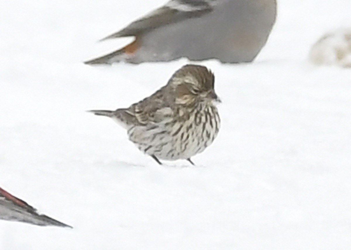 Cassin's Finch - ML646715577
