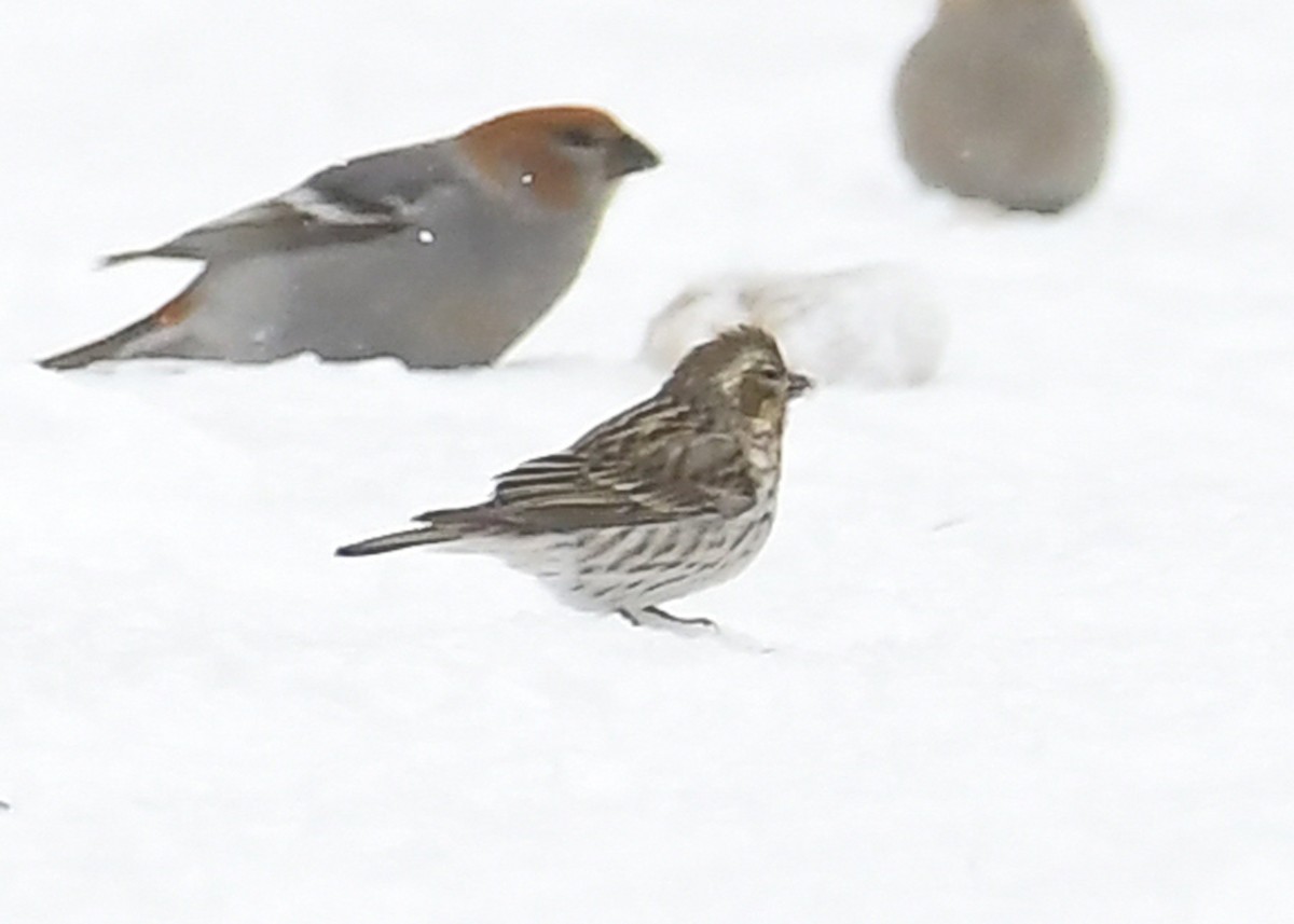 Cassin's Finch - ML646715579
