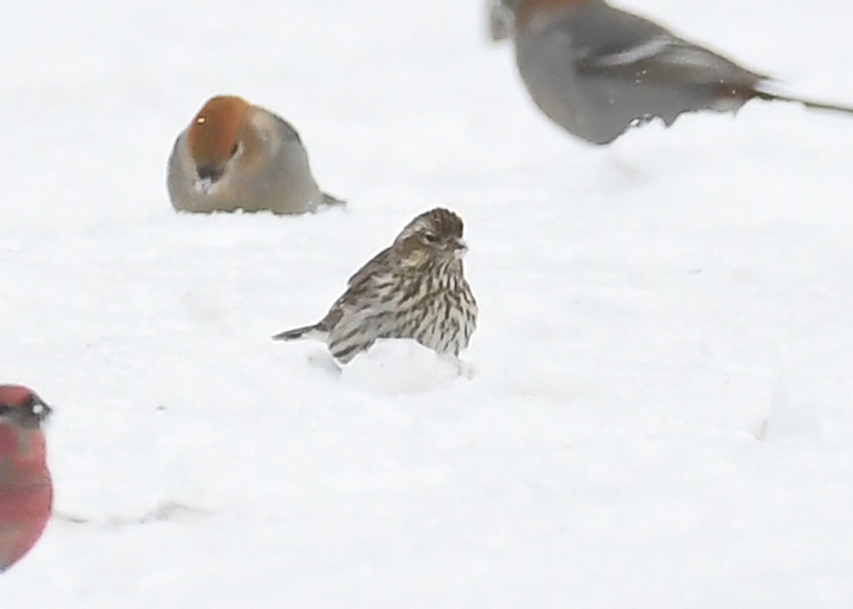 Cassin's Finch - ML646715580