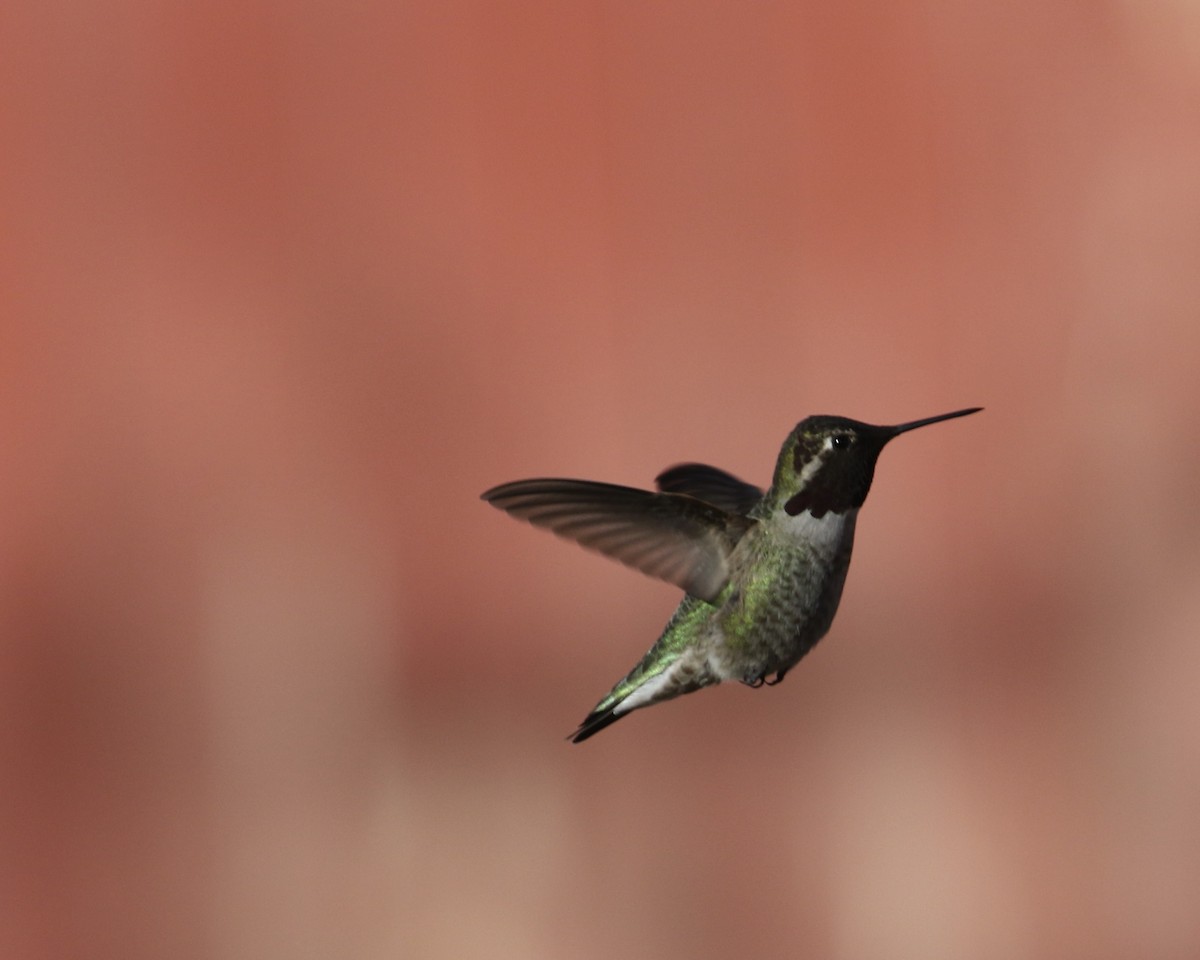 Anna's Hummingbird - ML646715581