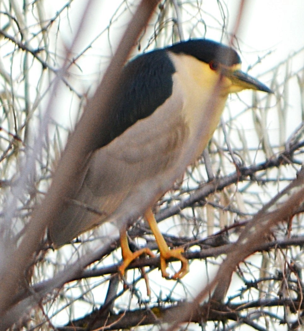 Amiltxori arrunta - ML646715582