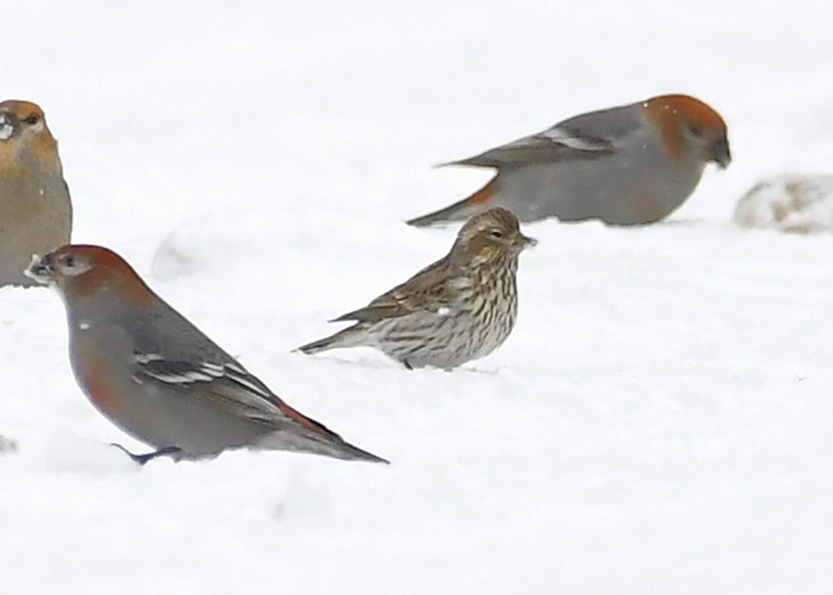 Cassin's Finch - ML646715583