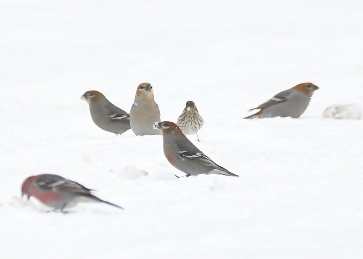 Cassin's Finch - ML646715584